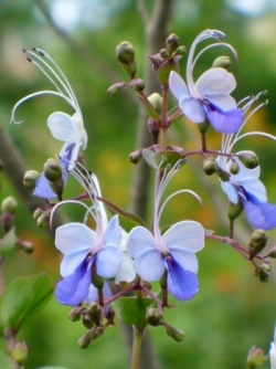 Blue Butterfly Bush, Blue Glory Bower, Blue Wings Bush, Rotheca myricoides 'Ugandense', Clerodendrum ugandense, C. myricoides 'Ugandense'